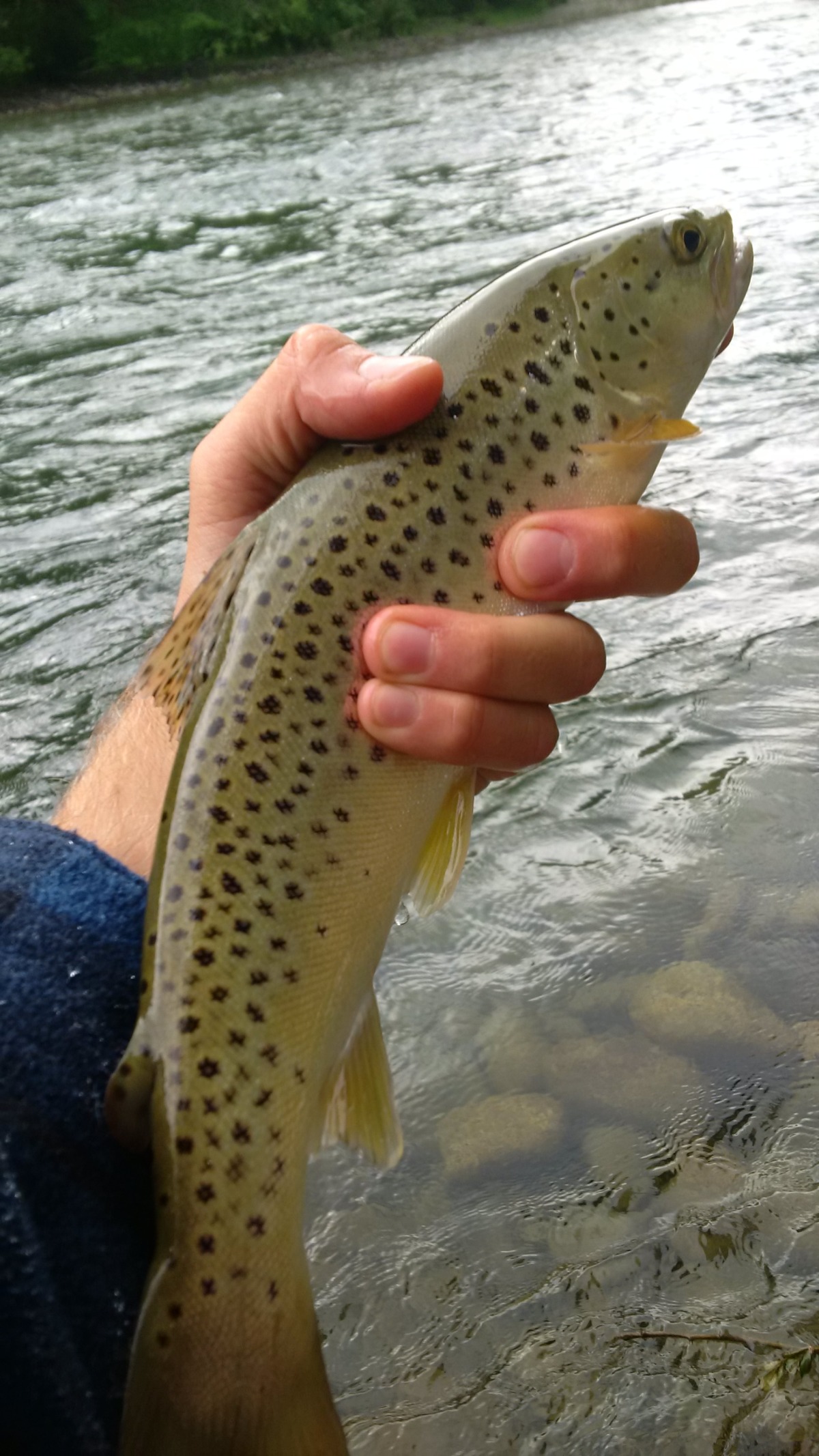 Trout Fishing With Spinners – Bow River Blog
